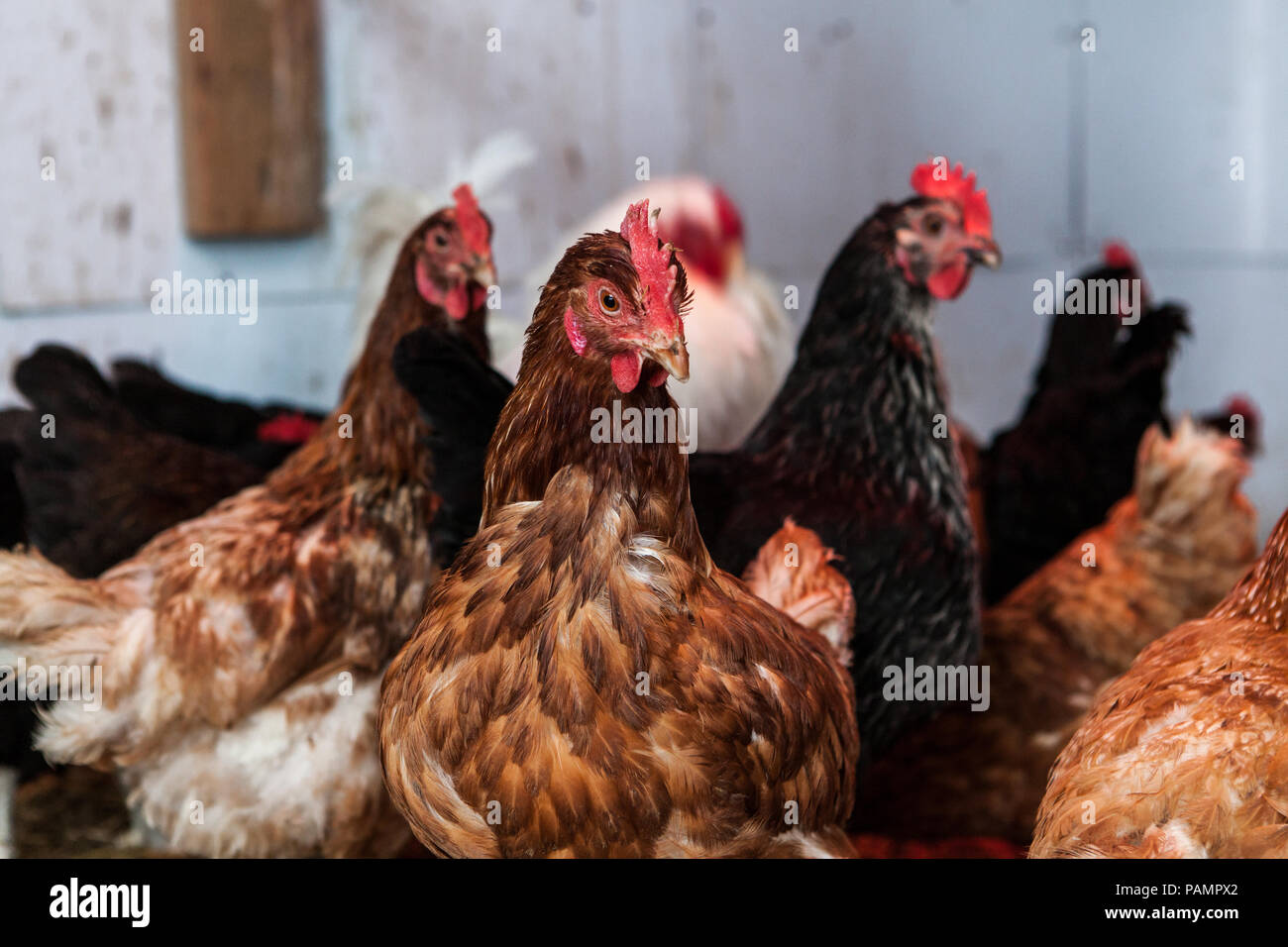 Gruppo di galline ovaiole nella loro pollaio Foto Stock