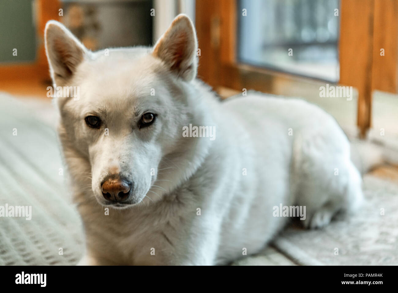 Lazy cross razza di cani husky si posa sul tappeto per interni Foto Stock
