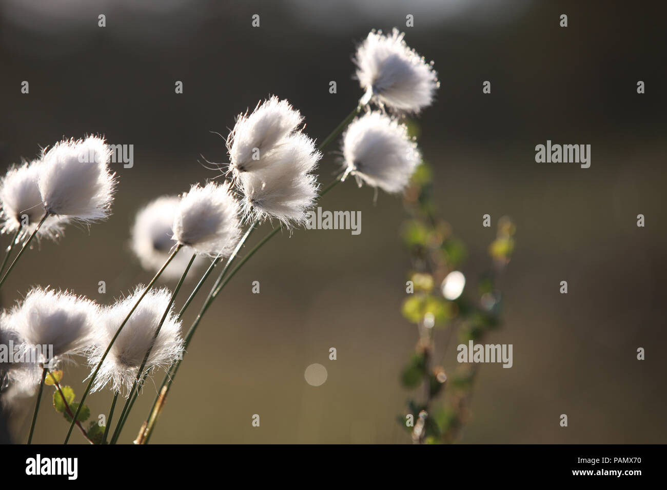 Bog cotone Foto Stock Bog cotone Foto Stock