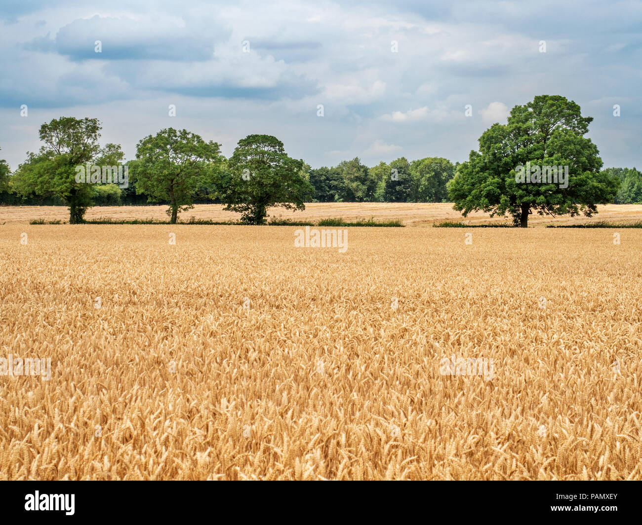 Linea di alberi in un maturo campo di grano al tempo del raccolto vicino a Knaresborough North Yorkshire, Inghilterra Foto Stock