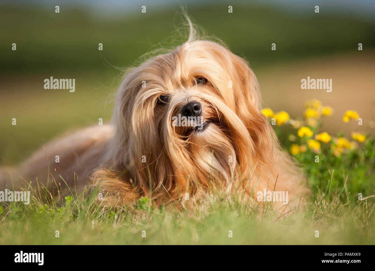 Havanese. Cane adulto sdraiati su un prato. Germania Foto Stock