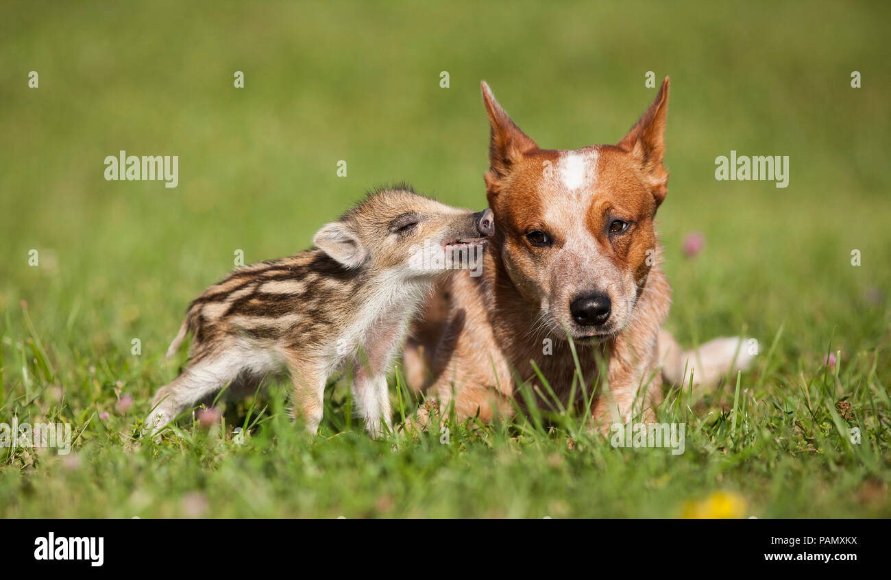 Miniature pinscher e cinghiali. Il Cinghiale shoat smooching con cane adulto. La Germania . Foto Stock