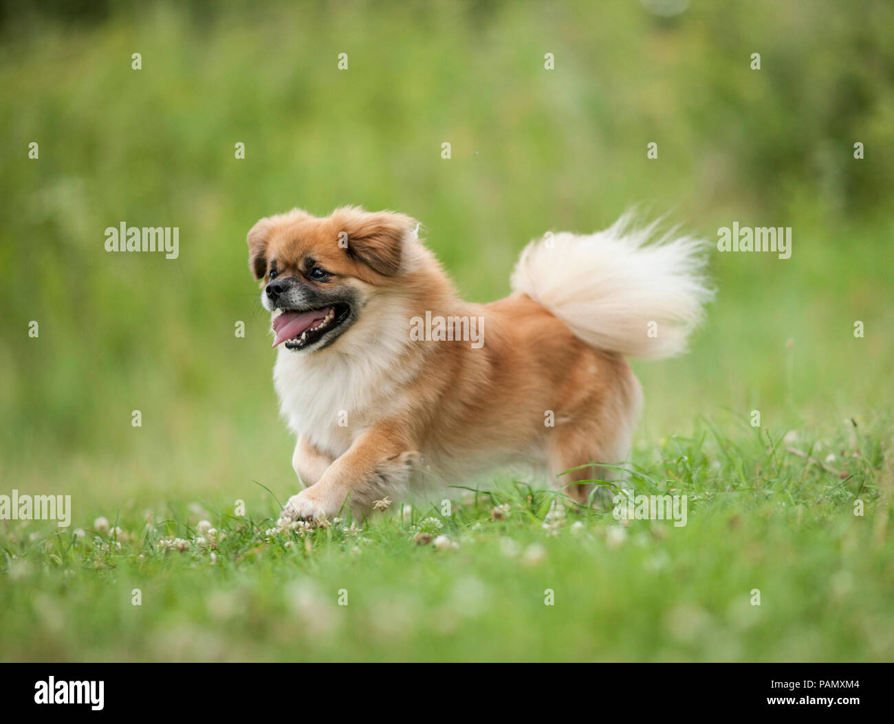 Tibetan Spaniel. Cane adulto in esecuzione su un prato. Germania Foto Stock
