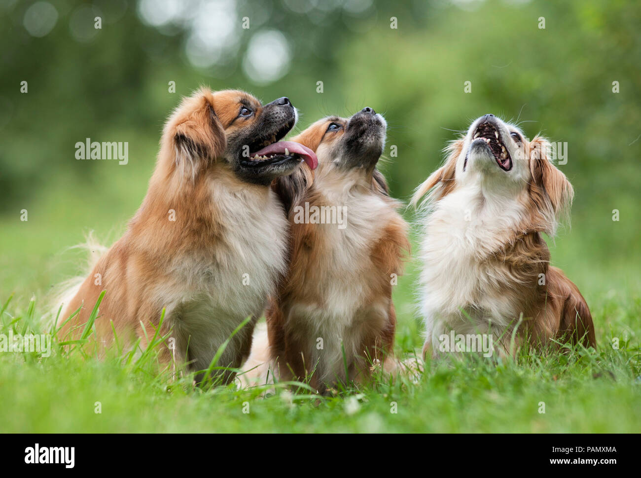 Tibetan Spaniel. Tre cani adulti seduti su un prato mentre guardando verso l'alto. Germania Foto Stock