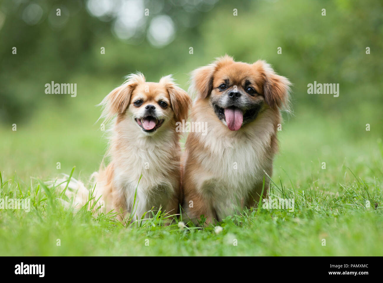 Tibetan Spaniel. Due cani adulti seduti sull'erba. Germania. Foto Stock