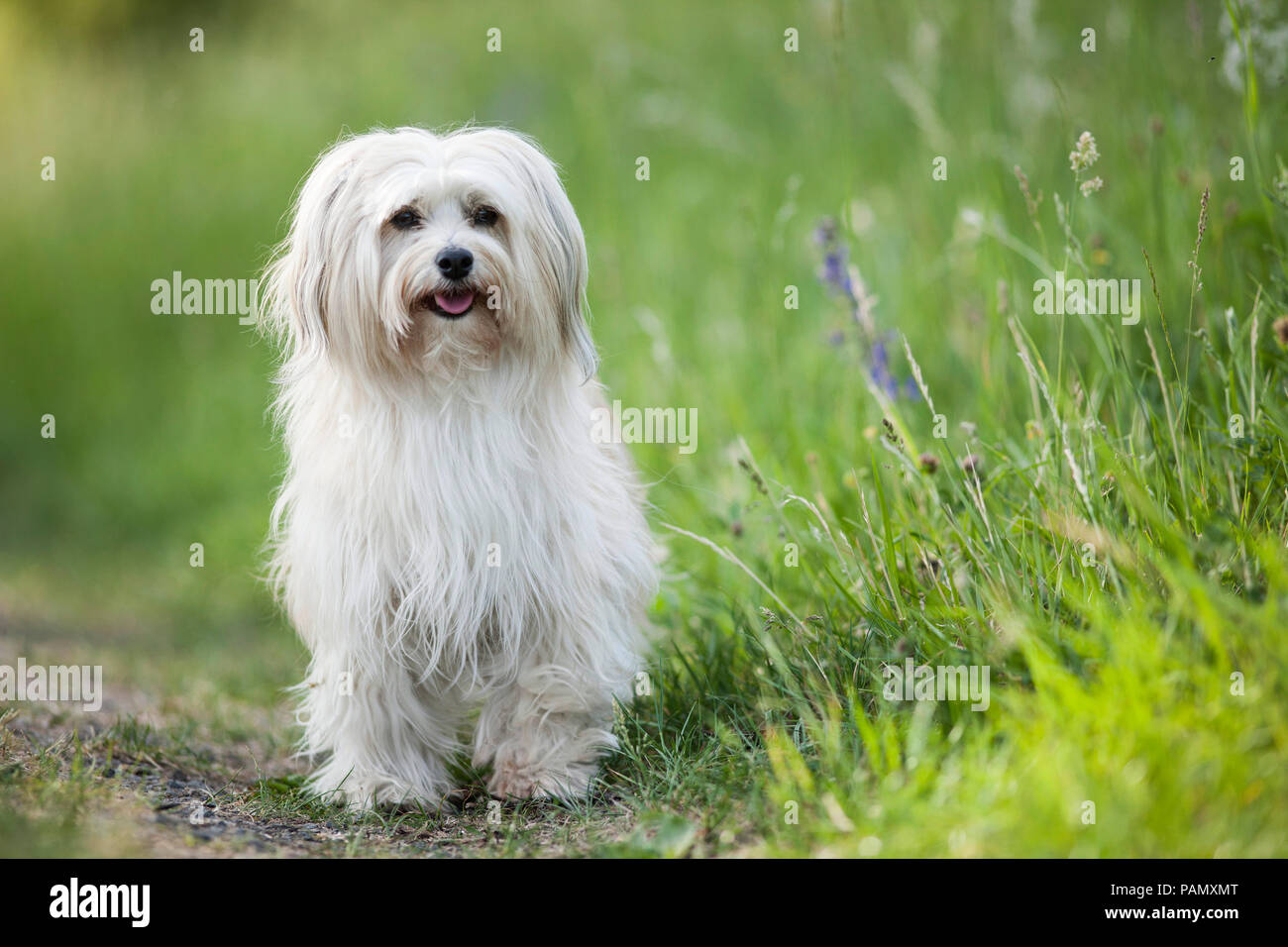Havanese. Cane adulto in piedi su un percorso. Germania Foto Stock