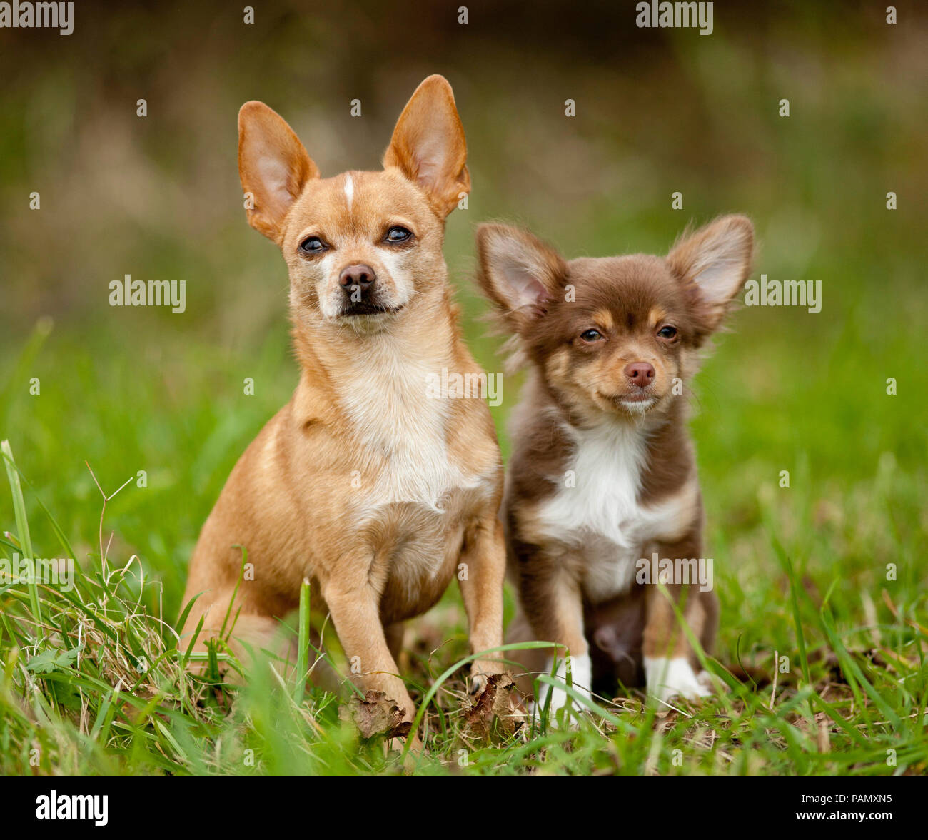 Chihuahua. Adulto e cucciolo seduto su un prato. Germania Foto Stock