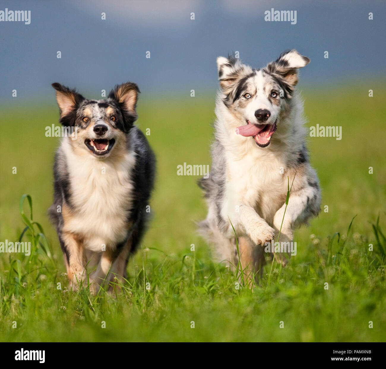 Pastore australiano. Due cani su un prato a correre verso la telecamera. Germania Foto Stock
