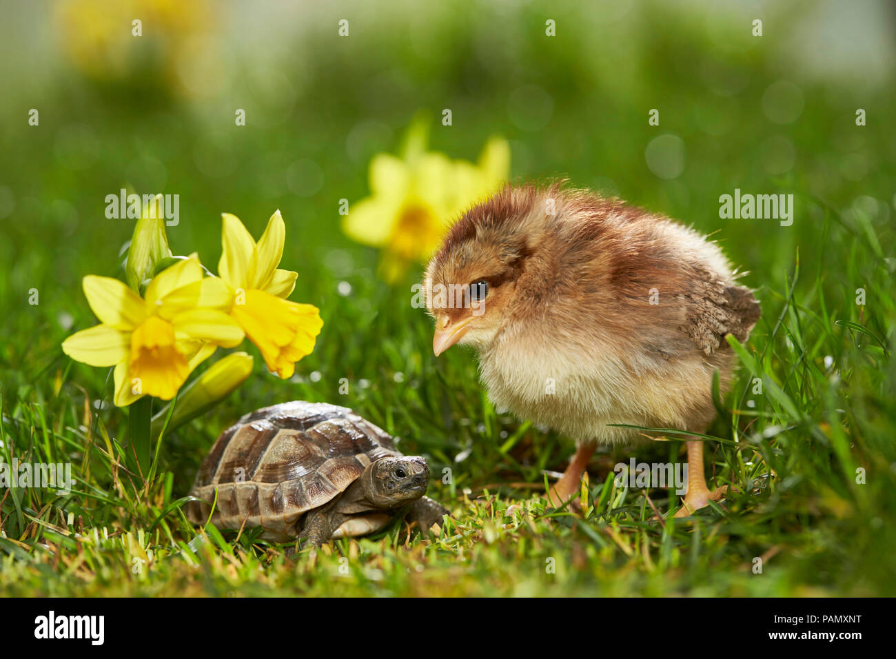 Welsummer pollo. Pollo e giovani sperone mediterraneo-thighed tartaruga, tartaruga greca (Testudo graeca) in prato fiorito in primavera. Germania Foto Stock