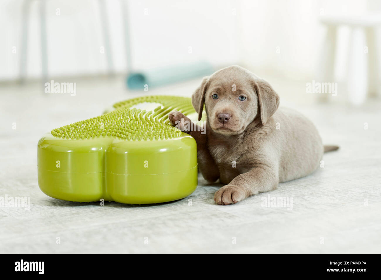 La terapia fisica: Labrador Retriever cucciolo che giace accanto alla Balance board, uno strumento utilizzato per l'esercizio di coordinamento. Germania Foto Stock