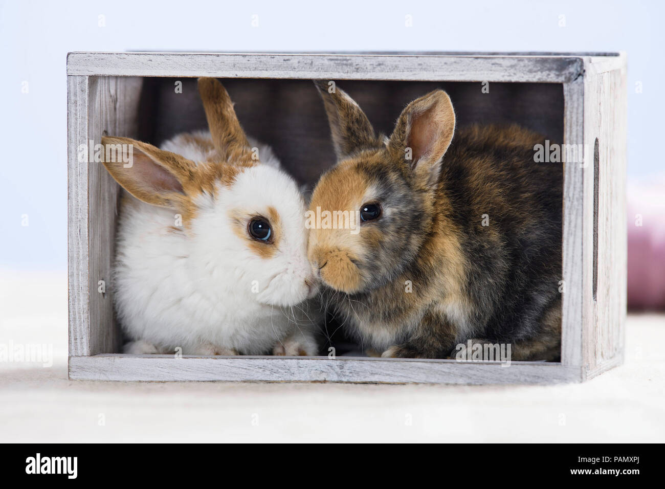 Coniglio nano. Due giovani in una scatola di legno. Germania Foto Stock