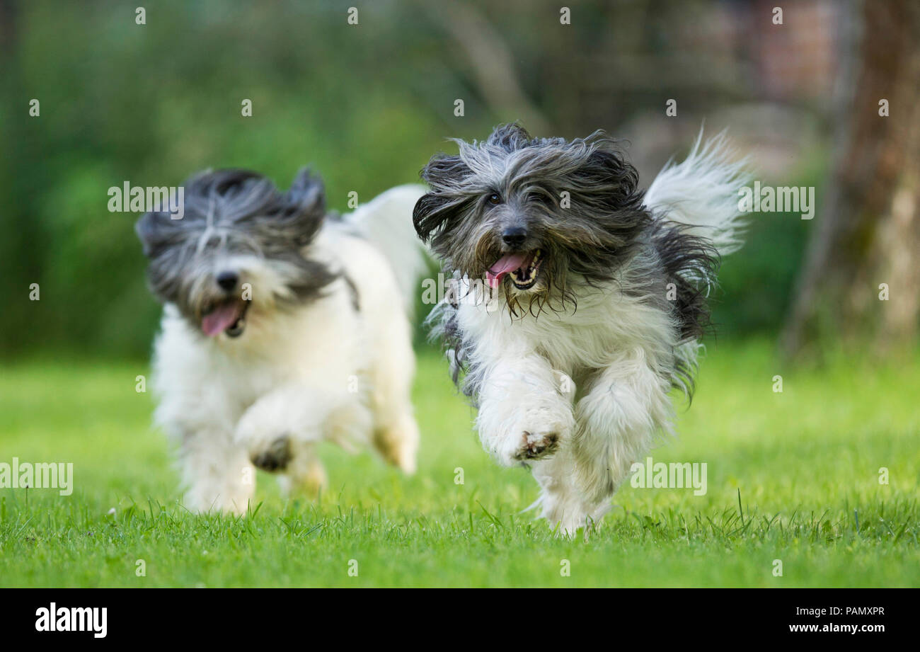 Polish Lowland Sheepdog. Due adulti in esecuzione su un prato, verso la telecamera. Germania Foto Stock