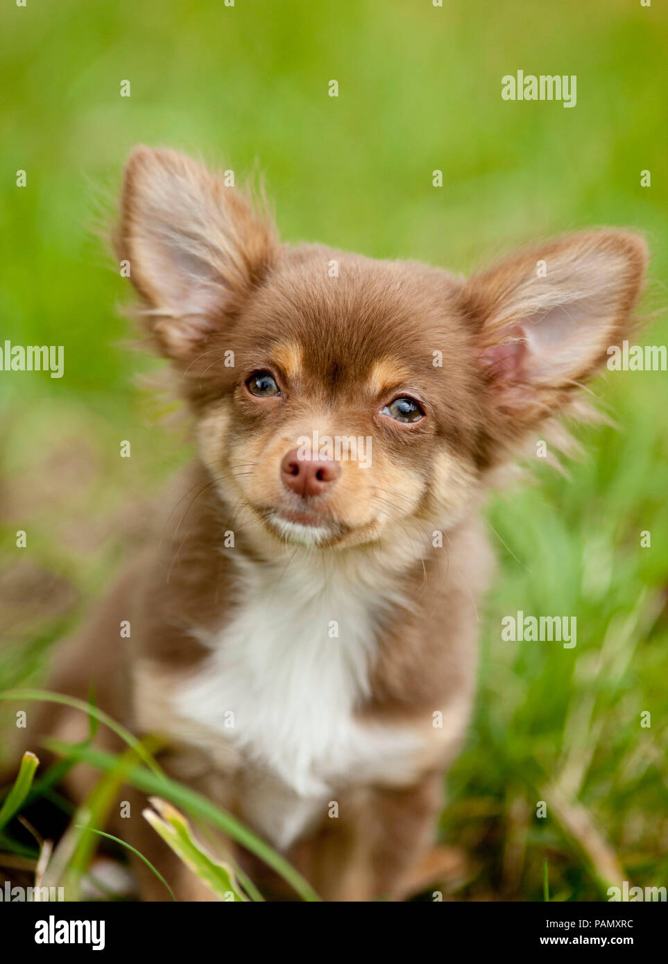 Chihuahua. Cucciolo seduto su un prato. Germania Foto Stock