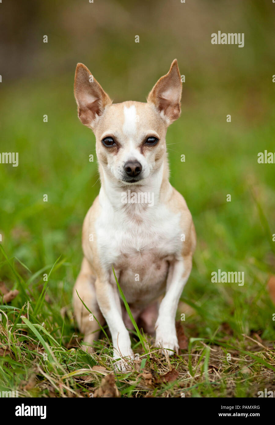 Chihuahua. Cane adulto seduto su un prato. Germania Foto Stock