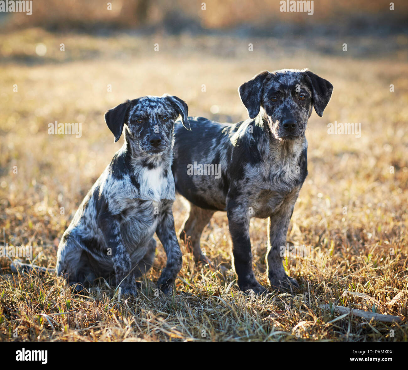 Mixed-razza cane. Due cuccioli e permanente sittin su un prato. Germania Foto Stock