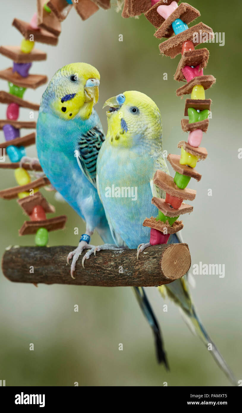 Rainbow Budgerigar, Budgie (Melopsittacus undulatus). Due adulti appollaiato su un giocattolo multicolore swing. Germania Foto Stock