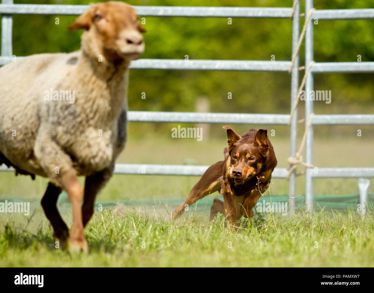 Australian Kelpie di lavoro. Adulto imbrancandosi Coburg Fox pecore. Germania. Foto Stock