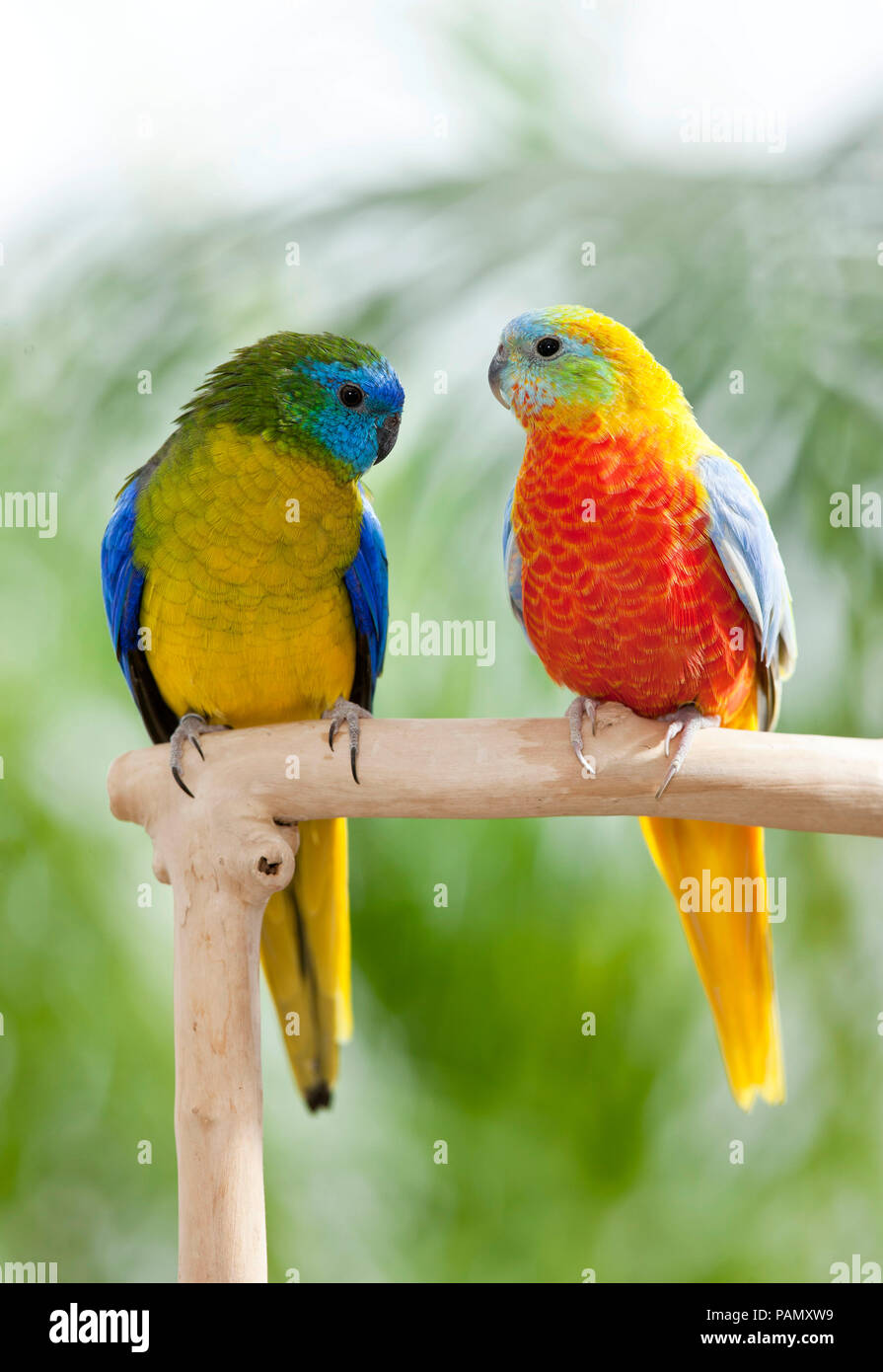 Il turchese Parrot (Neophema pulchella). Due uccelli su un pesce persico. Germania. Foto Stock