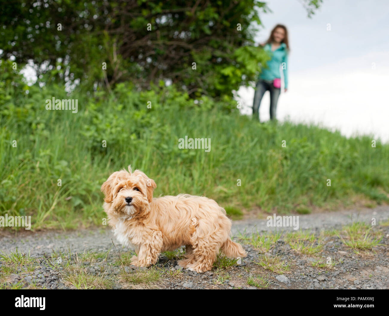Havanese. Cucciolo di ricerca proprietario, che si nasconde nelle vicinanze. Germania Foto Stock