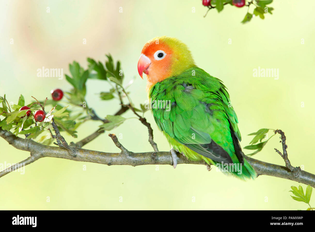 Lilians Lovebird, Nyassa Lovebird (Agapornis lilianae). Adulto appollaiato su un ramoscello di biancospino. Germania Foto Stock