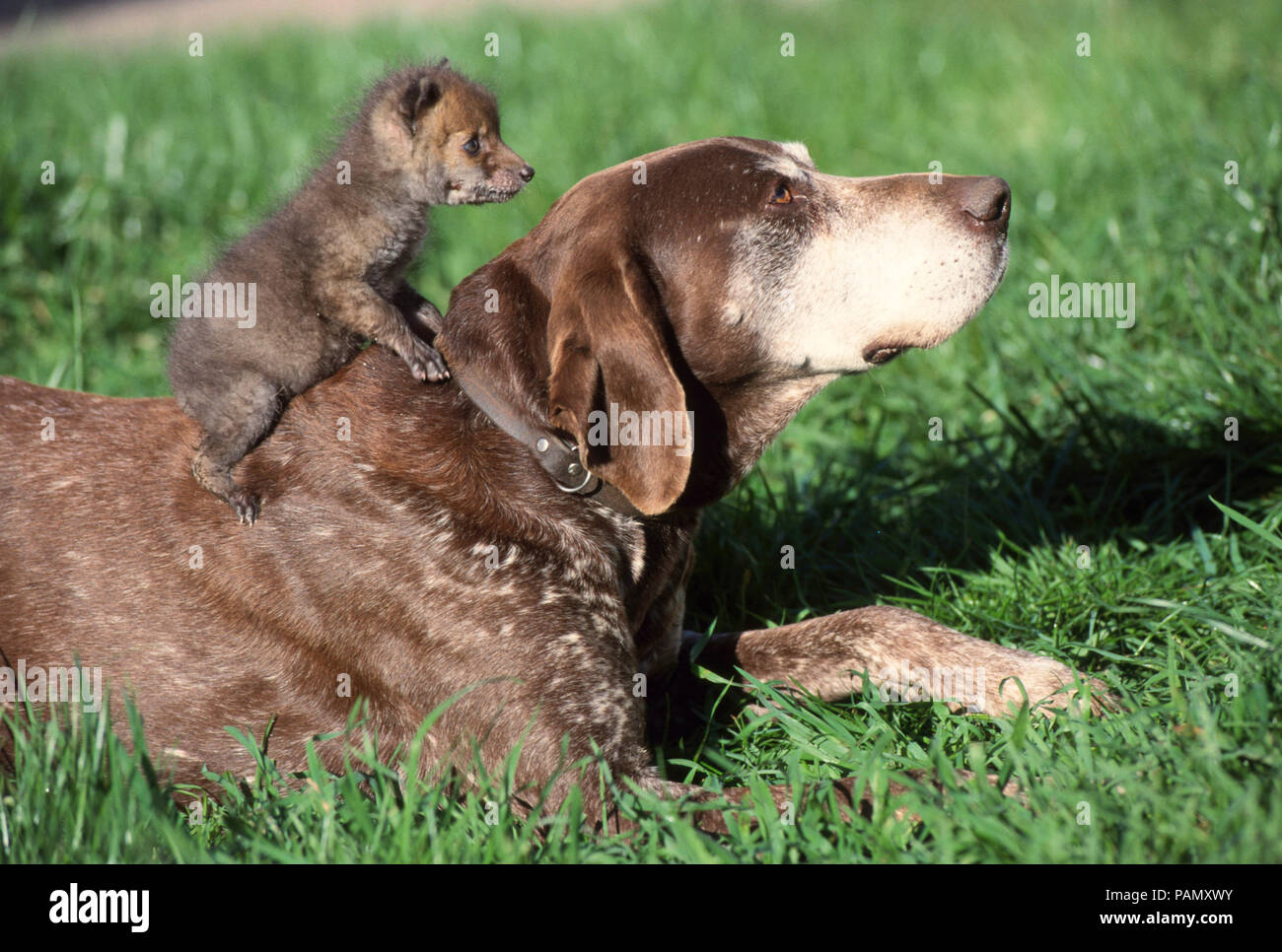 Amicizia animale: Tedesco Shorthaired puntatore e rosso giovane volpe (Vulpes vulpes) su un prato. Germania Foto Stock
