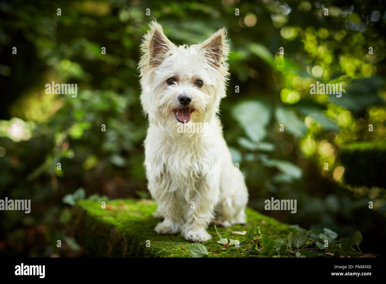 Mixed-razza cane. Cane adulto seduto su di una roccia di muschio. Germania Foto Stock