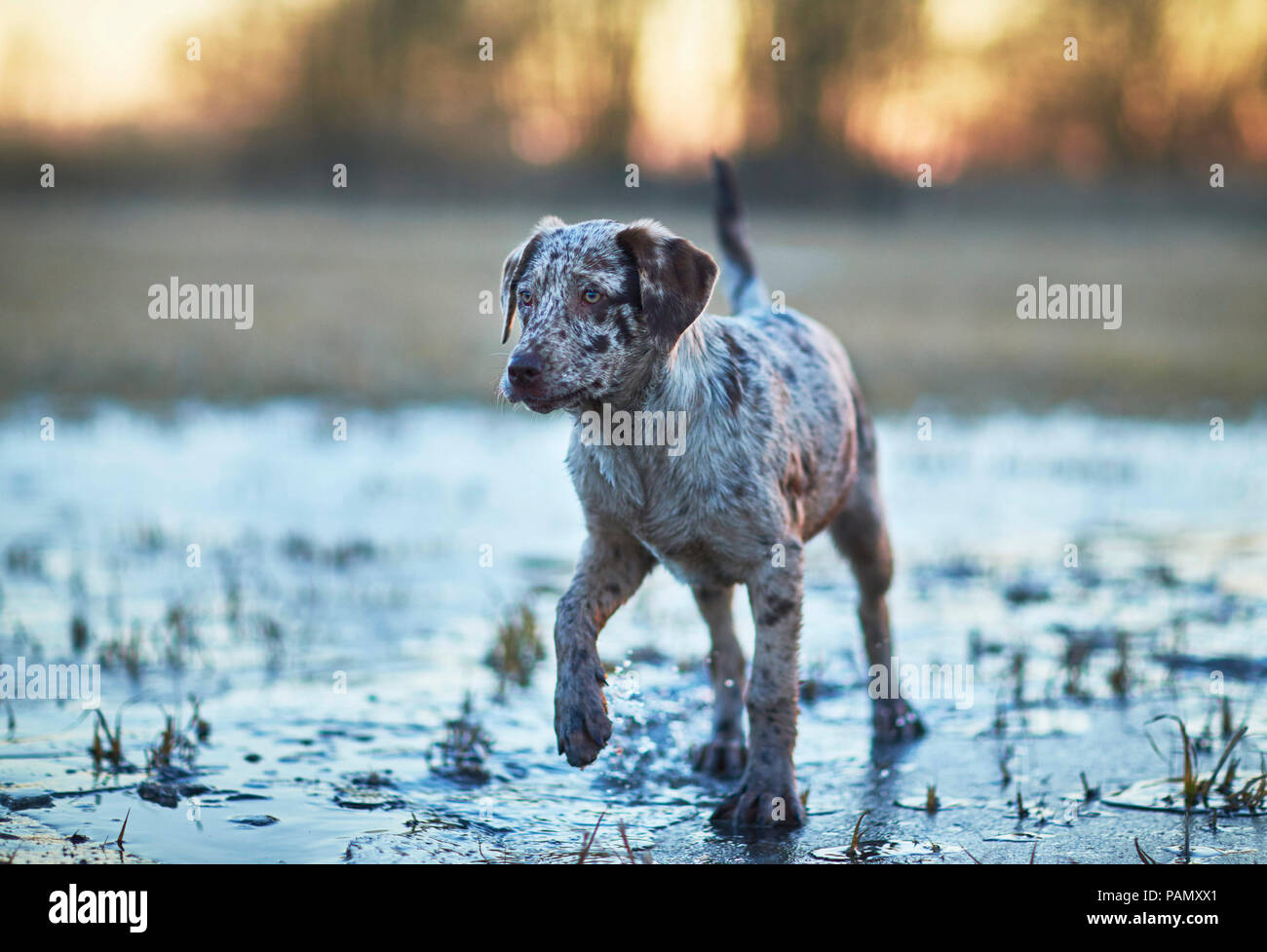 Mixed-razza cane. Cucciolo di cane a camminare sulla pozza congelati al crepuscolo. Germania Foto Stock