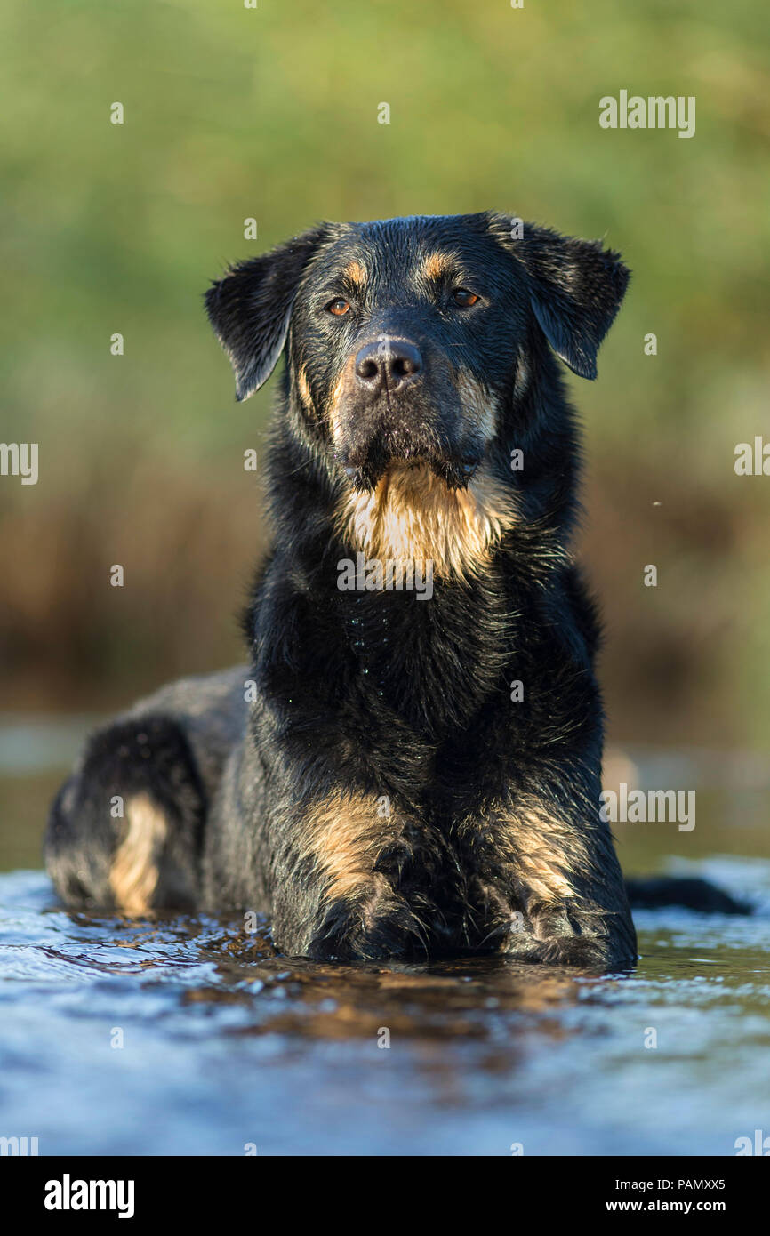 Mixed-razza cane. Cane adulto giacente in acqua. Germania Foto Stock