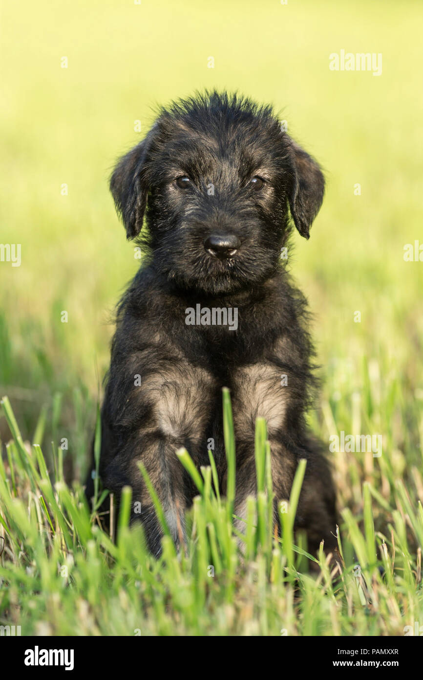 Schnauzer gigante. Cucciolo seduto su un prato. Germania Foto Stock