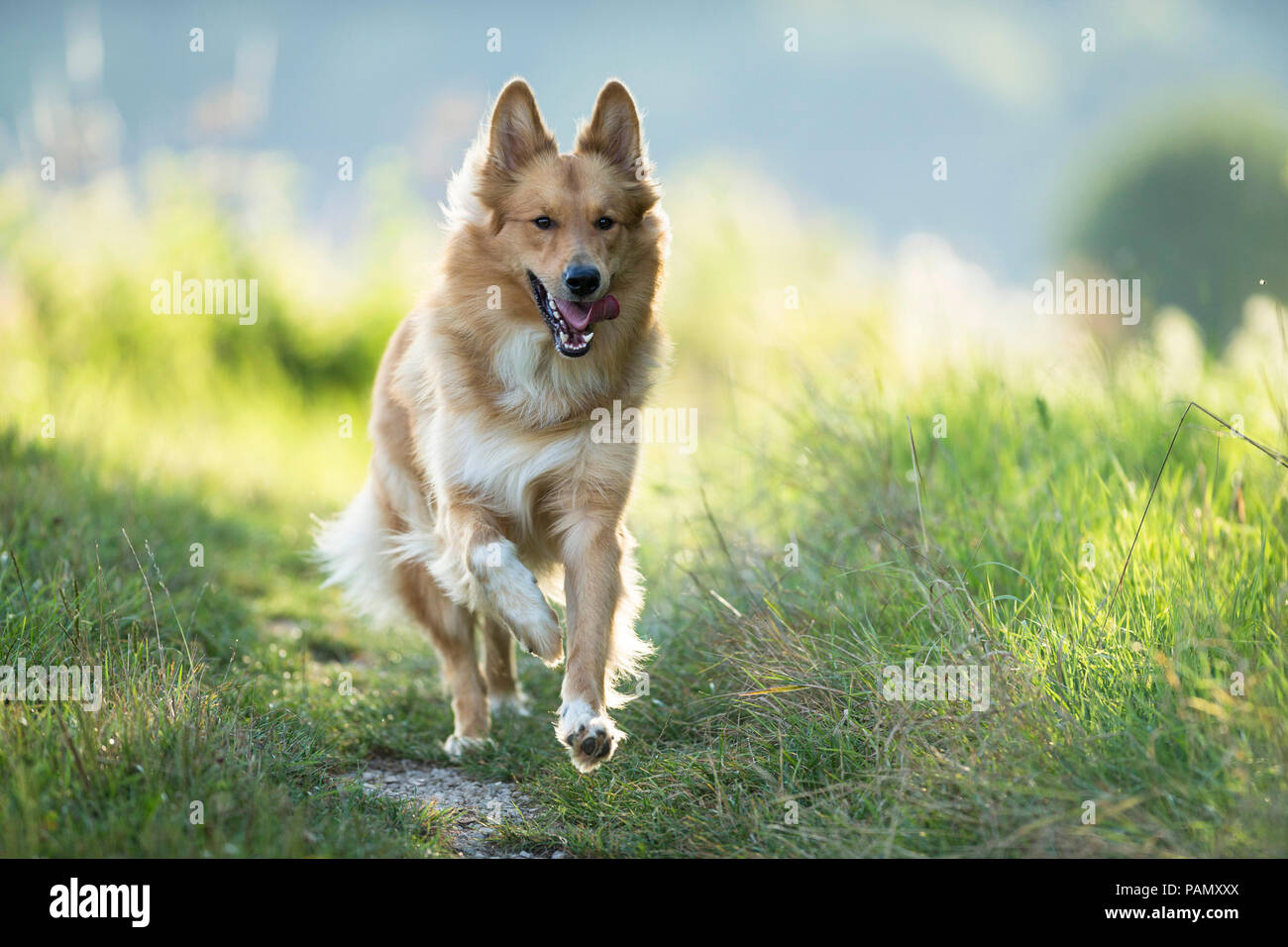 Mixed-razza cane. Adulto in esecuzione su un percorso verso la telecamera. Germania Foto Stock