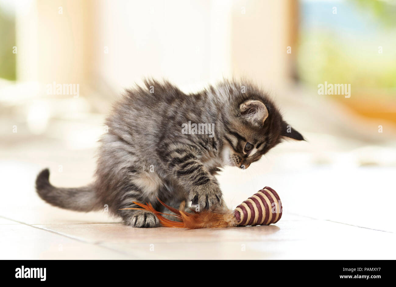 Norvegesi della Foresta Cat. Kitten giocando con il giocattolo sul pavimento piastrellato. Germania Foto Stock