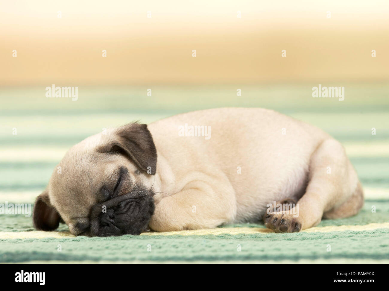 Pug. Cucciolo di dormire su un tappeto. Germania Foto Stock