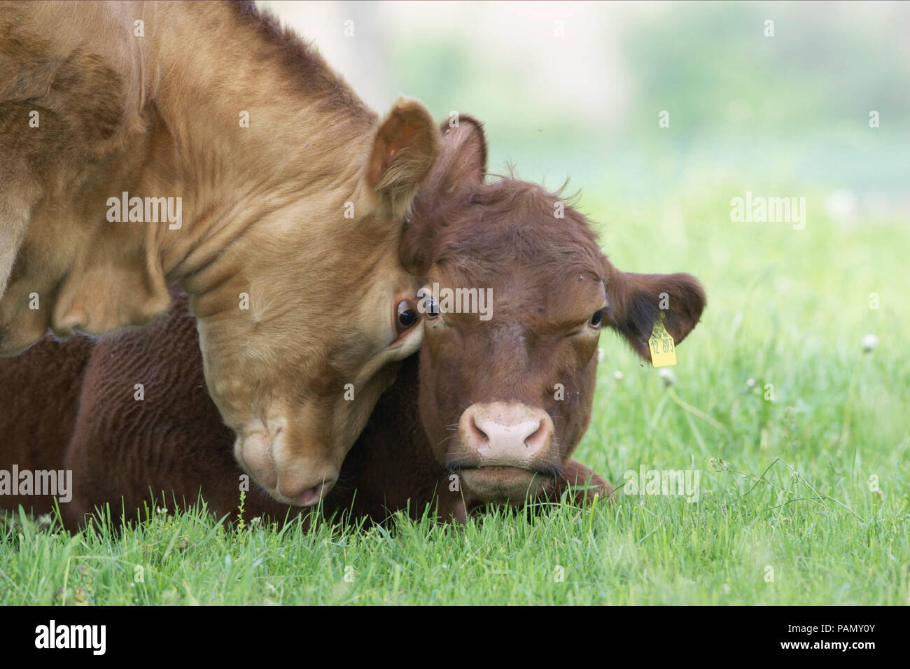 Tedesco di bovini Angus. Due vitelli di smorzamento su un pascolo. Germania Foto Stock