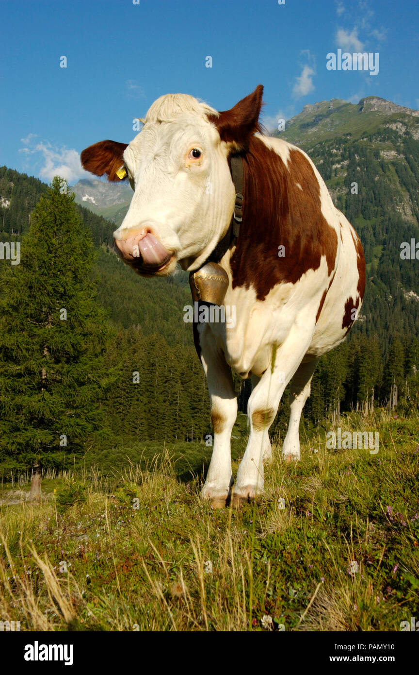 Bovini domestici, bovini Simmental. Mucca su un prato alpino, leccare il suo naso. La Baviera, Germania Foto Stock