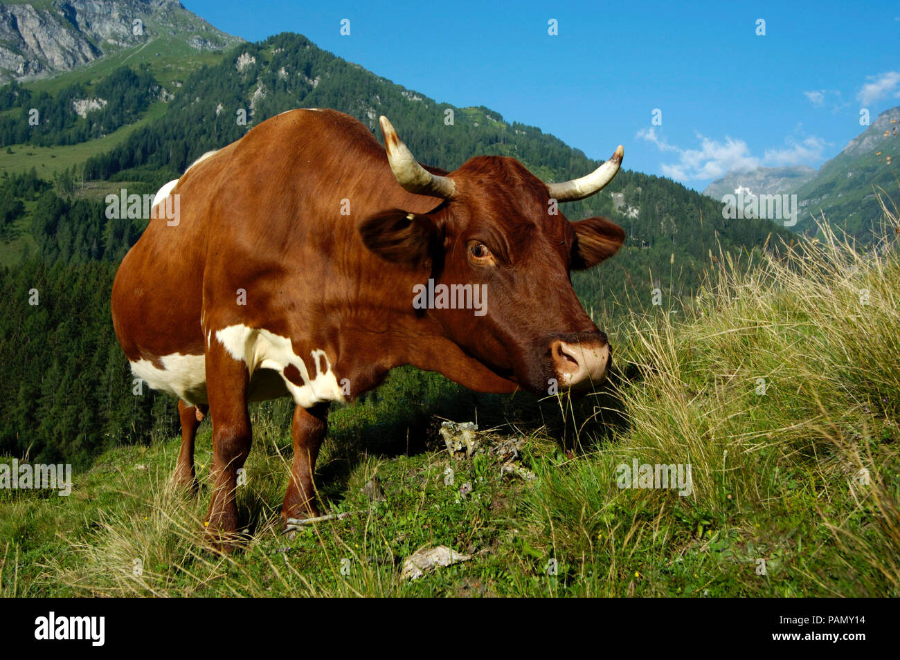 Pinzgauer bestiame. Mucca in piedi su un pascolo alpino. Germania Foto Stock