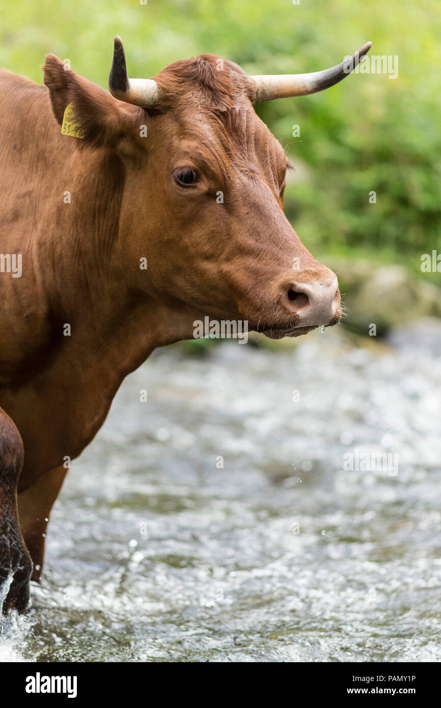 Harzer Rotvieh. Ritratto di mucca adulta. Germania. Foto Stock