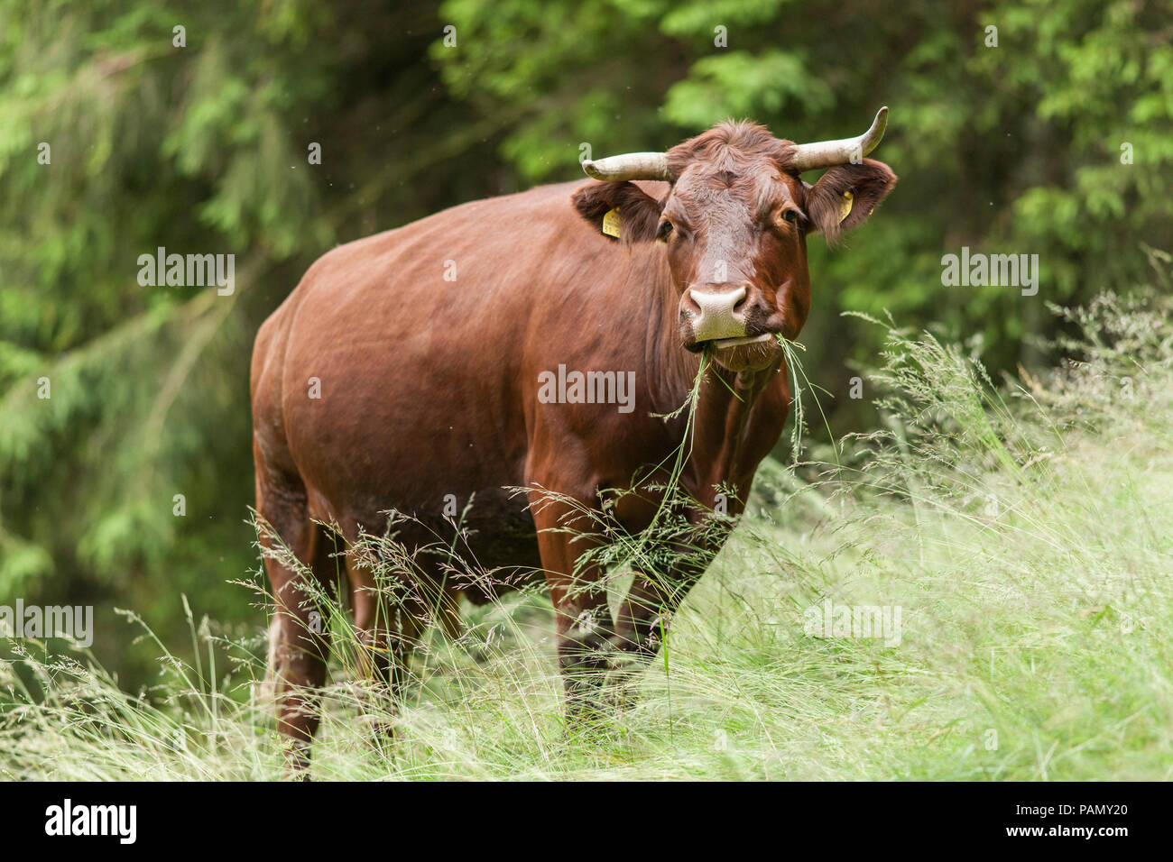 Harzer Rotvieh. Mucca in piedi su un pascolo, mangiare erba. Germania. Foto Stock