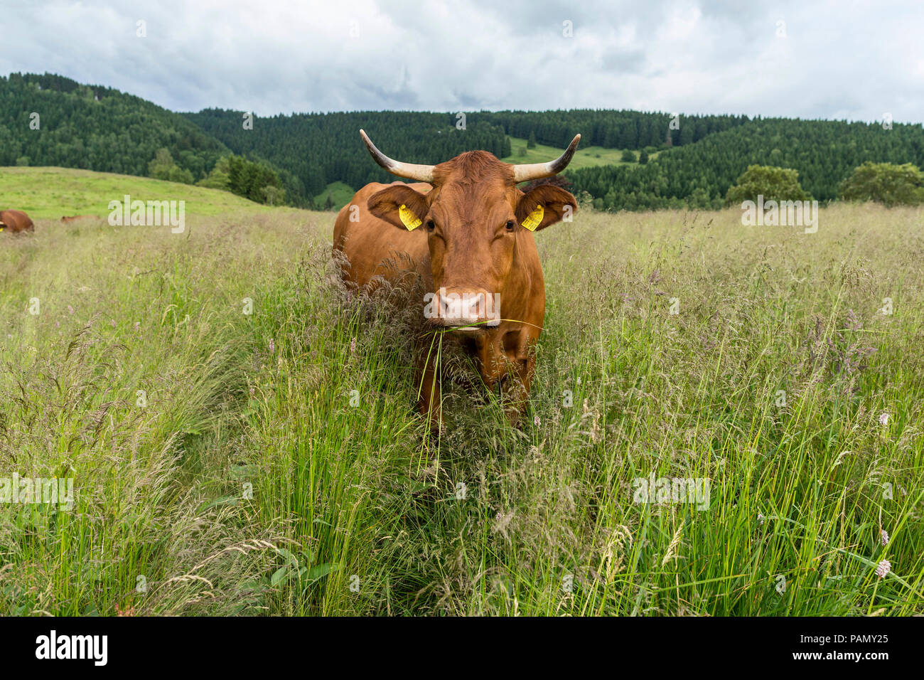 Harzer Rotvieh. Mucca in piedi su un pascolo, mangiare erba. Germania. Foto Stock