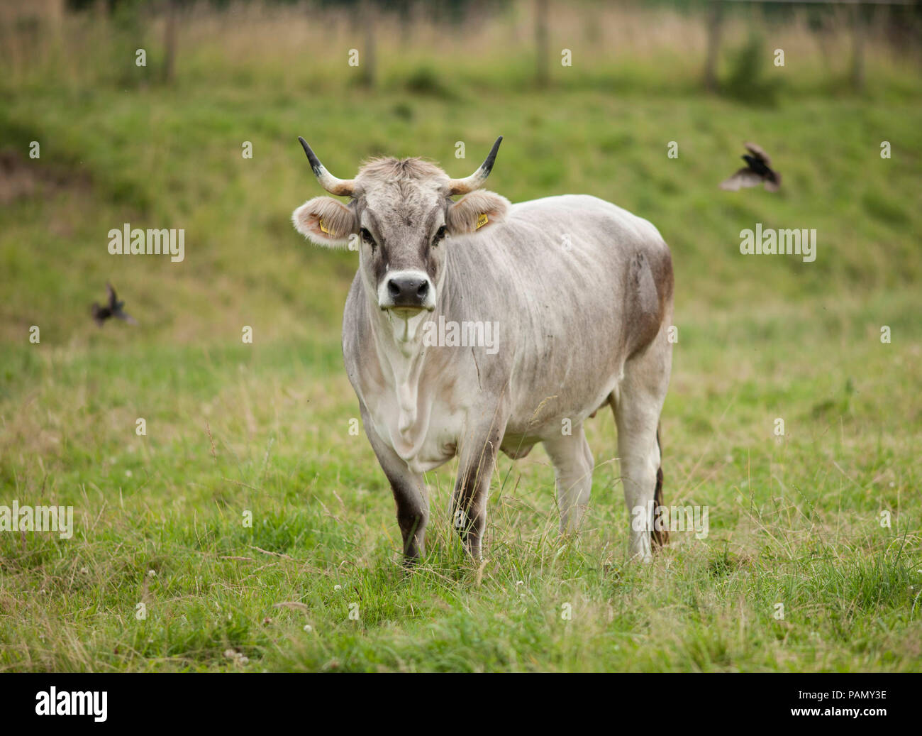 Bovini domestici, grigio tirolese di bestiame. Mucca su un prato. La Baviera, Germania Foto Stock