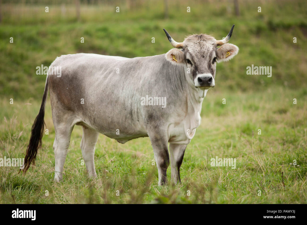 Bovini domestici, grigio tirolese di bestiame. Mucca su un prato. La Baviera, Germania Foto Stock