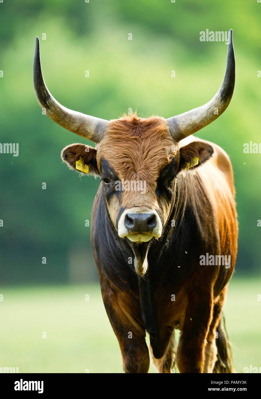 Cachena bestiame. Ritratto di mucca adulta. Germania Foto Stock