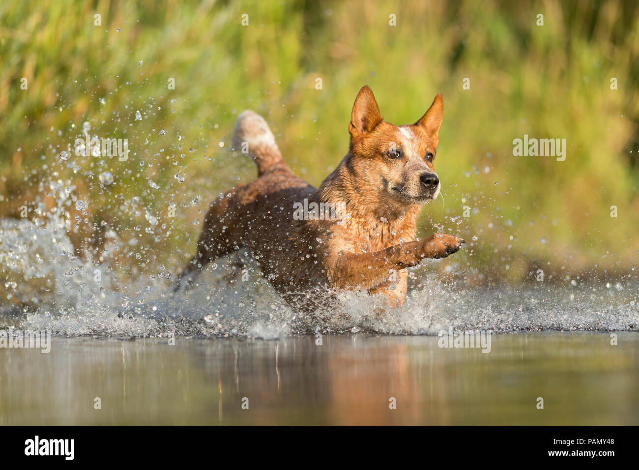 Miniature pinscher in esecuzione attraverso gli spruzzi d'acqua. Germania.. Foto Stock