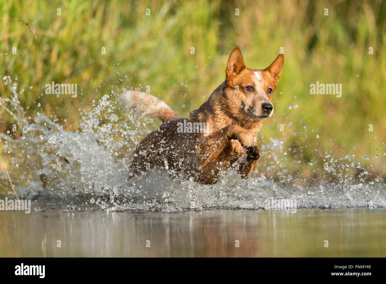 Miniature pinscher in esecuzione attraverso gli spruzzi d'acqua. Germania.. Foto Stock