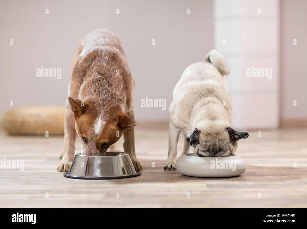 Miniature pinscher e pug di mangiare a fianco a fianco da cibo ciotole. Germania.. Foto Stock