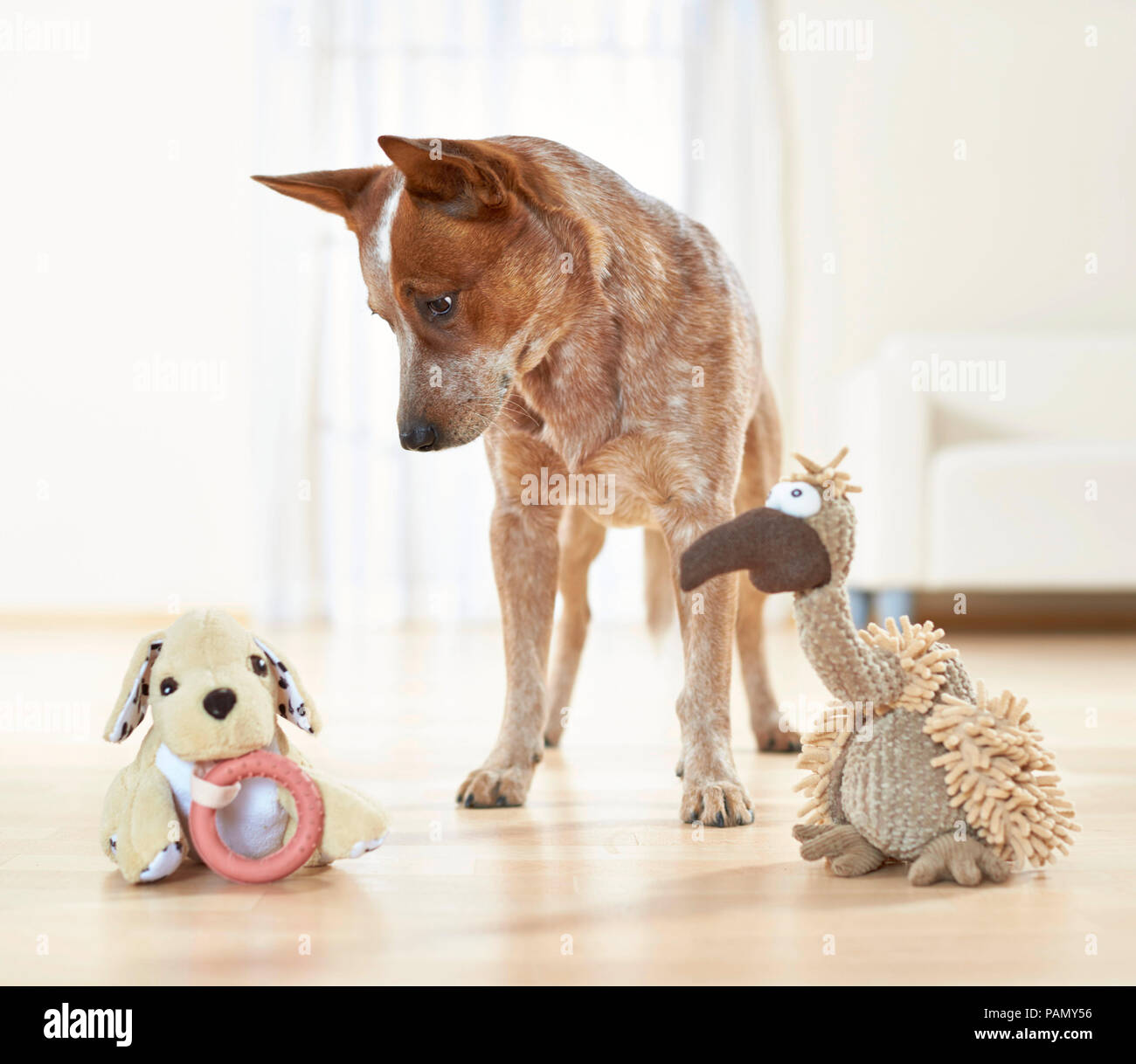 Miniature pinscher. Adulto guarda con sospetto a due animali di peluche. Germania.. Foto Stock