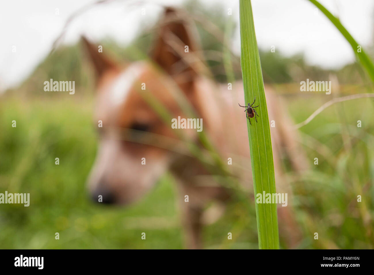 Castor bean tick (Ixodes ricinus). Femmina su una lama di erba con Miniature pinscher in background. Germania Foto Stock