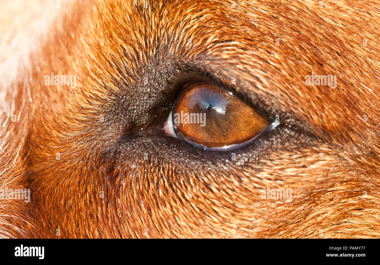 Miniature pinscher. Close up dell'occhio. Germania... Foto Stock