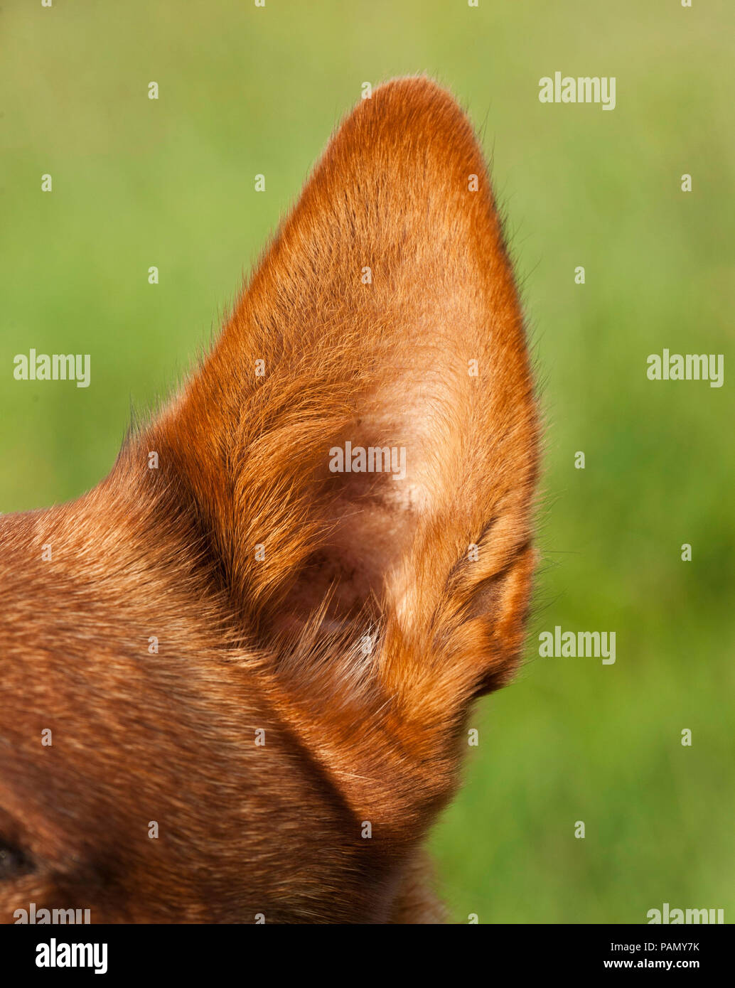 Miniature pinscher. In prossimità di un orecchio. Germania.. Foto Stock