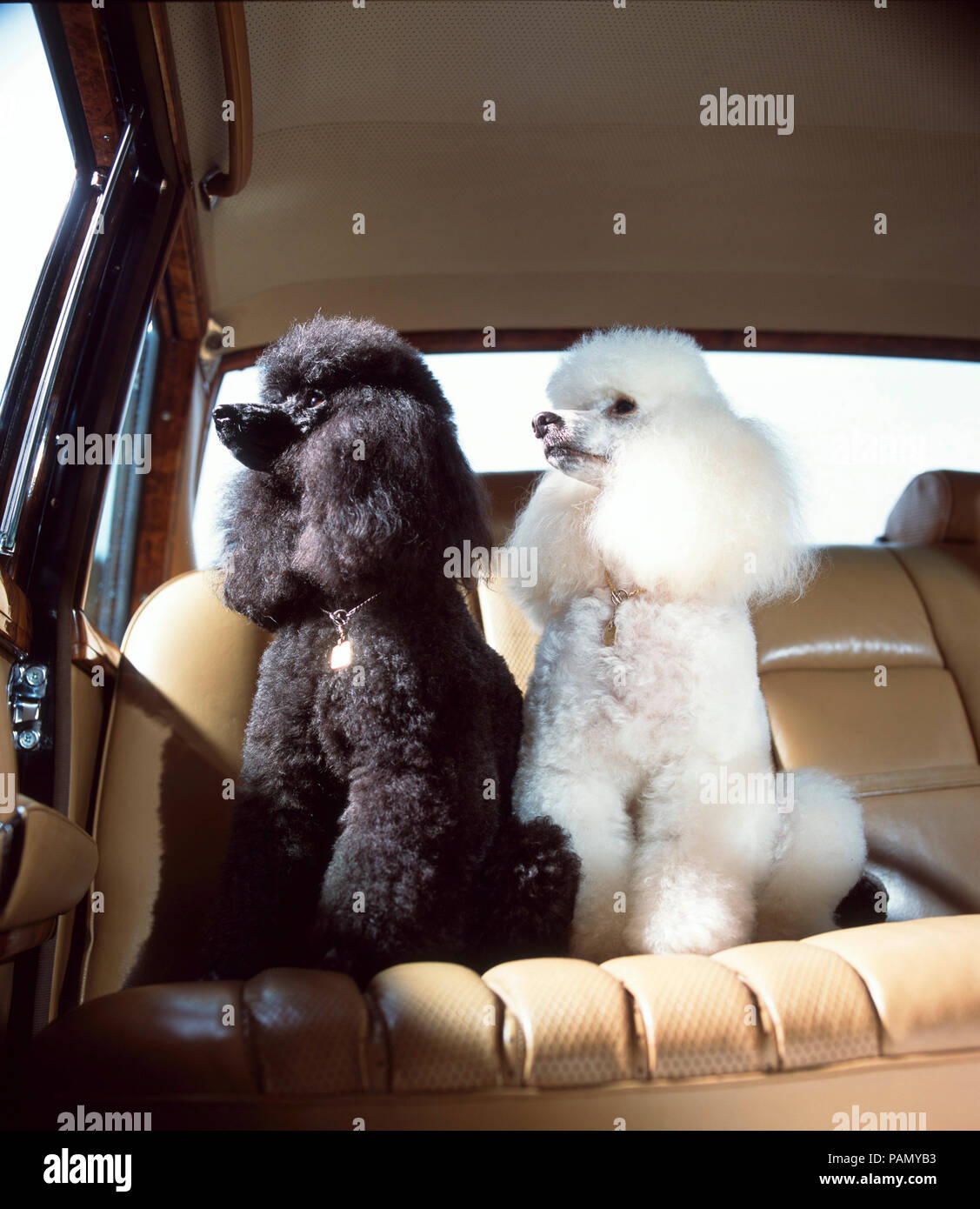 Barboncino standard. Bianco e nero adulti seduti nel sedile posteriore di un'auto. Grmany. Foto Stock