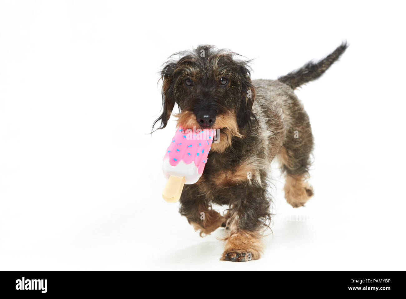 Wire-haired bassotto. Cane adulto che trasporta un giocattolo di ghiaccio. Studio Immagine contro uno sfondo bianco. Germania.. Foto Stock